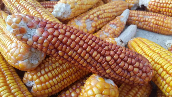 Kukorica csövek, az egyik alternatív élelmiszer-összetevők — Stock Fotó
