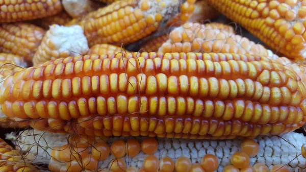 Kukorica csövek, az egyik alternatív élelmiszer-összetevők — Stock Fotó