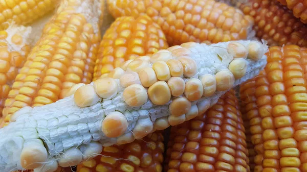Maiskolben, eine der alternativen Lebensmittelzutaten — Stockfoto