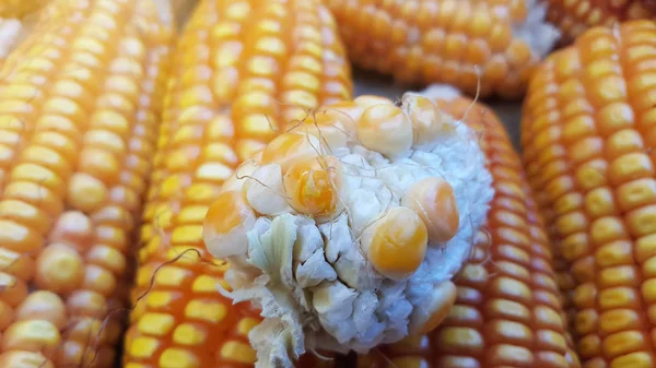 Maiskolben, eine der alternativen Lebensmittelzutaten — Stockfoto