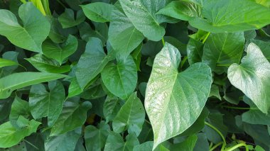 Bahçede yeşil sebzeler, lahana, ıspanak, çeşitli iklimlerde kolayca yetiştirilmektedir