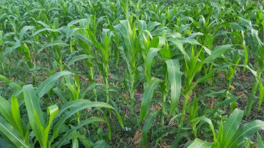 Tarım arazilerinde mısır bitkisi, yeterli su ile verimli bakmak