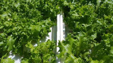 Hidroponik yöntemlerle marul bitkileri, taze sebze gibi verimli ve taze bakmak