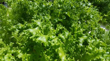 Hidroponik yöntemlerle marul bitkileri, taze sebze gibi verimli ve taze bakmak