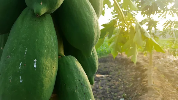 Çiftçinin bahçesinde Papaya meyve, iyi iş değeri ile dikim yöntemlerinden biri — Stok fotoğraf