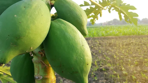 Çiftçinin bahçesinde Papaya meyve, iyi iş değeri ile dikim yöntemlerinden biri — Stok fotoğraf