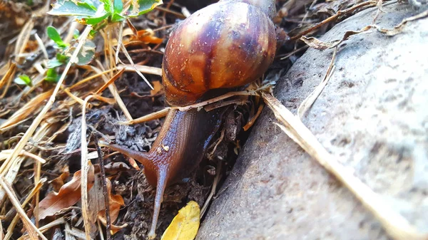 Snail, animal without spine with brown shell and natural motif