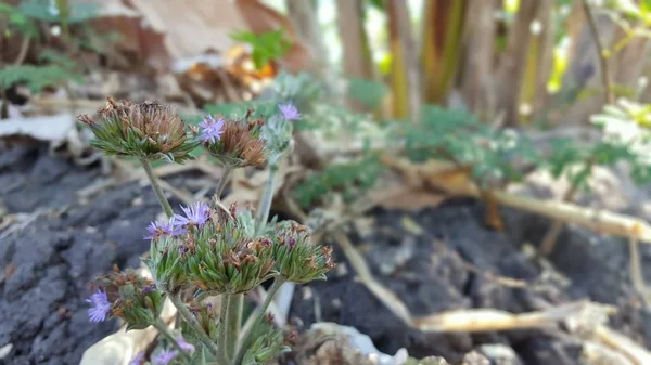 Schöne lila Wildblumen im Sommer — Stockfoto