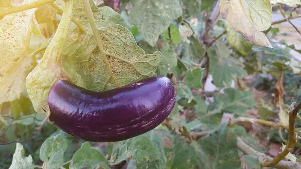 Баклажан или обычно называемая Solanum melongena — стоковое фото