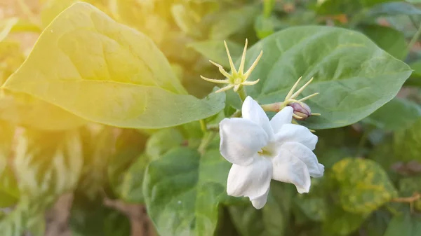 Asminblüte am Morgen mit weißen und duftenden Blütenblättern — Stockfoto