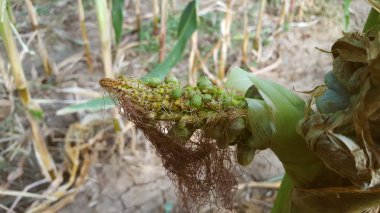 Mısır bitkileri zararlıları ve yanlış bakım nedeniyle başarısız
