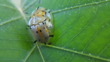 Cassidinae, yaprak böcekleri ya da Chrysomelidae'nin alt familyasından dır.