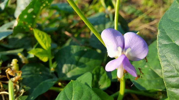 Fabaceae Leguminosae Широко Известный Legume Горох Семейство Бобов Являются Большим — стоковое фото