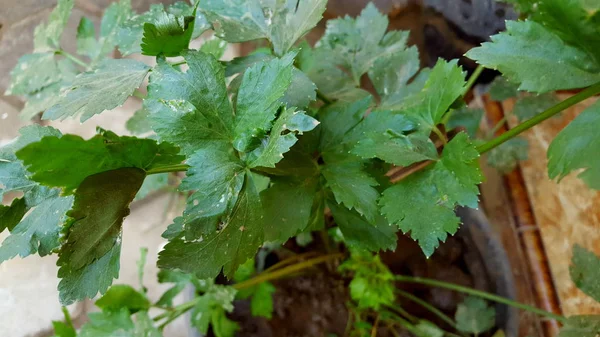 Aipo, um dos vegetais que são frequentemente utilizados como ingredientes de cozinha — Fotografia de Stock