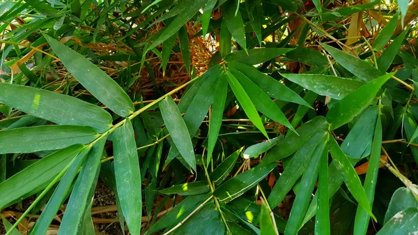 Gelbe Bambusblätter, eines der Materialien für verschiedene Handarbeiten — Stockfoto
