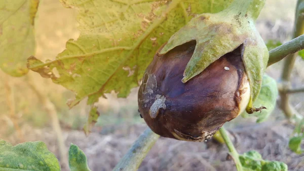 Baklažán nebo běžně nazývaný Solanum melongena — Stock fotografie