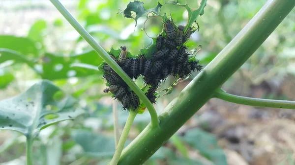 Massa Löv Ätande Larver Sommaren Innan Slutligen Blir Insekter Och — Stockfoto