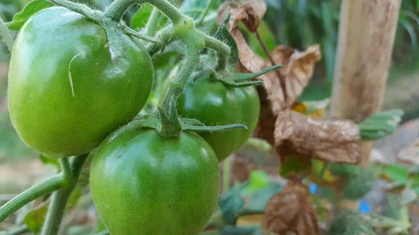 Νέες πράσινες ντομάτες, ένα από τα φρούτα που περιλαμβάνονται στην κατηγορία λαχανικών και φρούτων και είναι ένα συστατικό σε Χορτοφαγική μαγειρική — Φωτογραφία Αρχείου