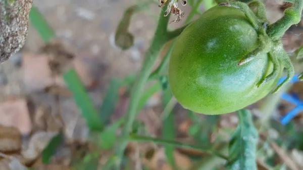 Mladé zelené rajčata, jeden z plodů zahrnutých v kategorii zeleniny a ovoce a je složkou v vegetariánské kuchyni — Stock fotografie