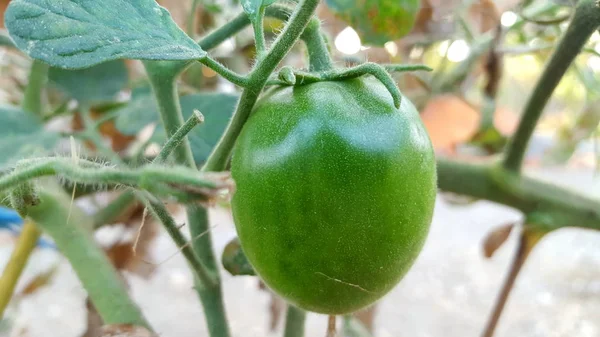 Genç yeşil domates, sebze ve meyve kategorisinde yer alan meyve biri ve vejetaryen pişirme bir madde — Stok fotoğraf
