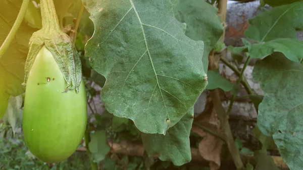 Patlıcan veya yaygın olarak adlandırılan solanum melongena — Stok fotoğraf