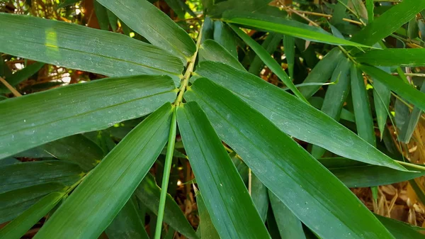 Gul bambu blad, ett av materialen för att göra olika hantverk — Stockfoto