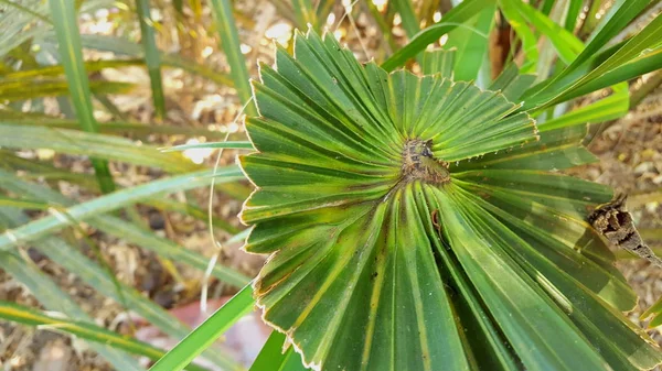 Palmier nain, une plante aux épines pointues — Photo