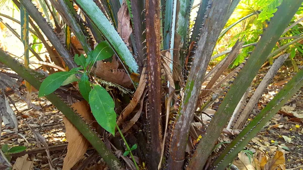 Dvärg Palmetto, en växt med vassa törnen — Stockfoto