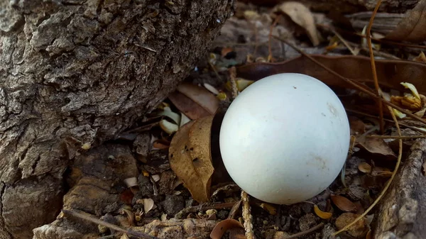 ケージの外の鶏卵 — ストック写真