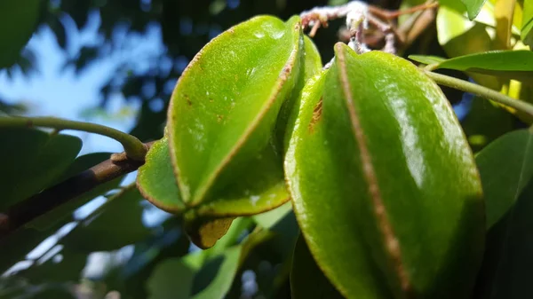 Jonge starfruit, kruidengeneeskunde voor verschillende ziekten zoals kinkhoest — Stockfoto