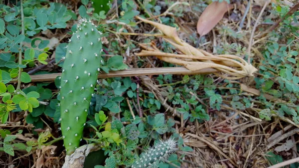 Opuntia galapageia kaktus med grön köttig stam och vita nålar — Stockfoto