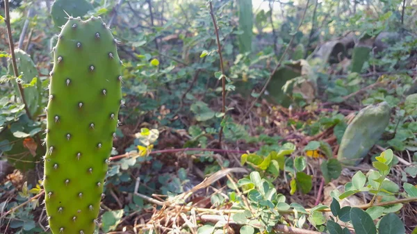 Opuntia galapageia kaktus med grön köttig stam och vita nålar — Stockfoto