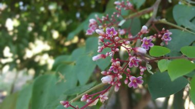 Starfruit çiçekleri, boğmaca gibi çeşitli hastalıklar için bitkisel ilaç