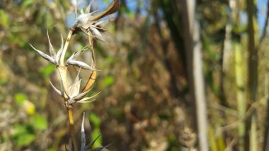 Kuru mevsimde su eksikliği nedeniyle kuru orman tesisleri