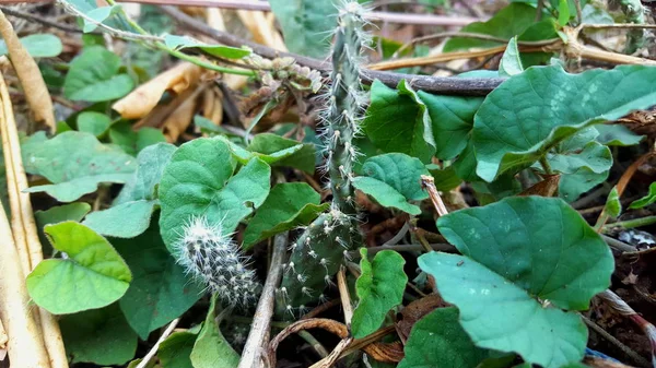 Opuntia galapageia κάκτος με πράσινο σαρκώδες στέλεχος και λευκές βελόνες — Φωτογραφία Αρχείου