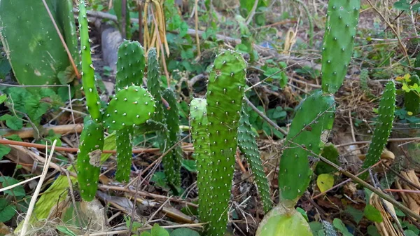 Opuntia galapageia kaktusz, zöld húsos szár és a fehér tű — Stock Fotó