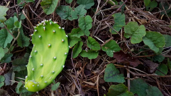 Opuntia galapageia kaktus med grön köttig stam och vita nålar — Stockfoto