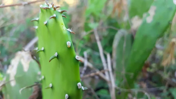 Opuntia galapageia kaktus med grön köttig stam och vita nålar — Stockfoto