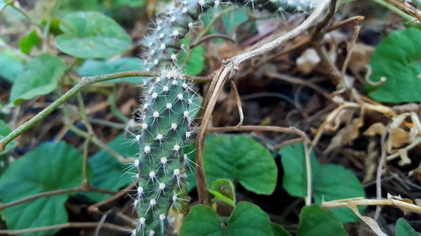 Opuntia galapageia kaktus med grön köttig stam och vita nålar — Stockfoto