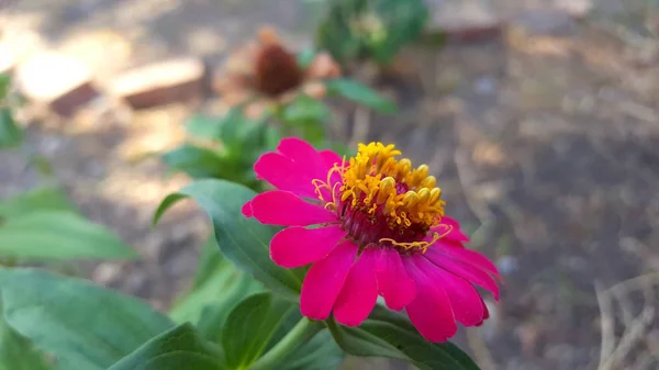 Rosa Zinnia elegans flores —  Fotos de Stock