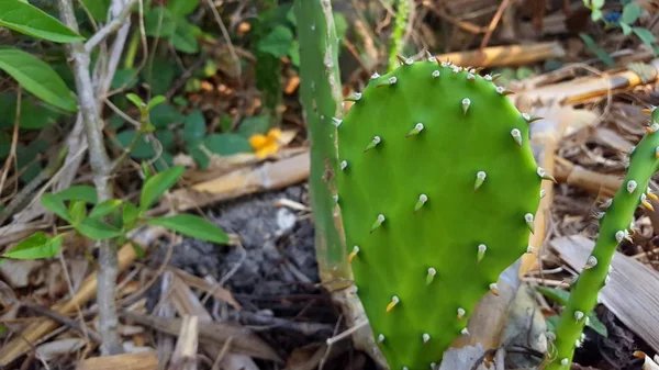 Opuntia galapageia cactus con tallo carnoso verde y agujas blancas —  Fotos de Stock