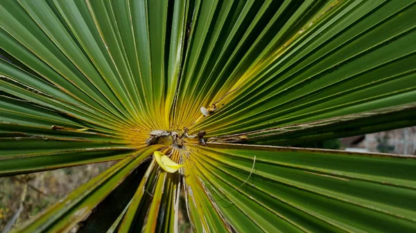 Cüce palmetto, keskin dikenleri olan bir bitki — Stok fotoğraf