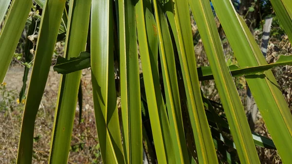 Dvärg Palmetto, en växt med vassa törnen — Stockfoto