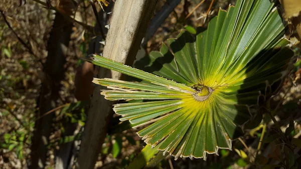 Dvärg Palmetto, en växt med vassa törnen — Stockfoto