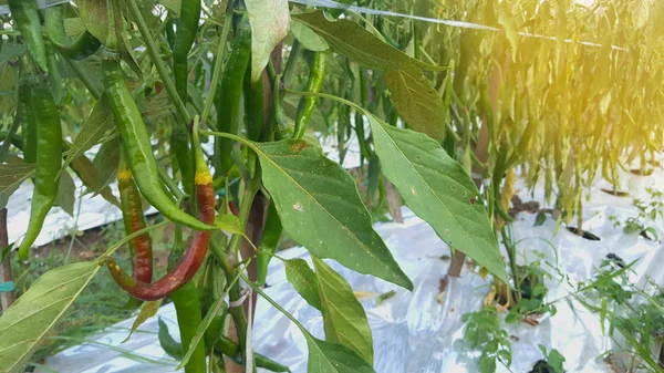 Plantas de chile en campos de agricultores —  Fotos de Stock