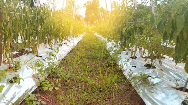 Chili-planter på jordbruksarealer – stockfoto