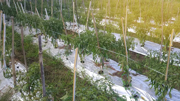 Plantas de chile en campos de agricultores — Foto de Stock