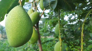 Olgun genç mango, tatlı ve ekşi tadı ile.