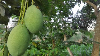 Olgun genç mango, tatlı ve ekşi tadı ile.