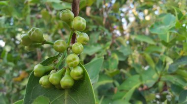 Syzygium aqueum çiçek, toplama için hazır bir meyve haline gelmeden önce süreci